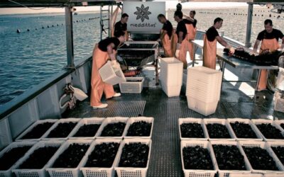 Produrre cozze aiuta a contrastare il surriscaldamento globale